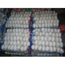 High Quality Chinese Pure White Garlic (5.0cm and up)
